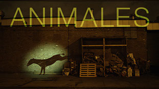 Projection of a donkey kicking some trash