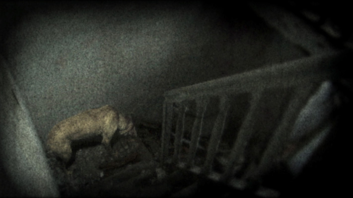 A dog in an abandoned space